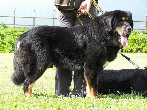 Tibetan Mastiff