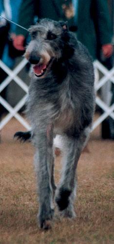 Scottish Deerhound