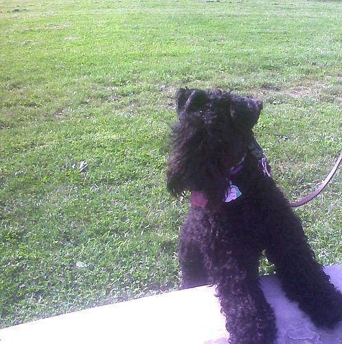 Kerry Blue Terrier