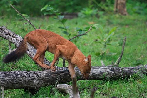 Dhole