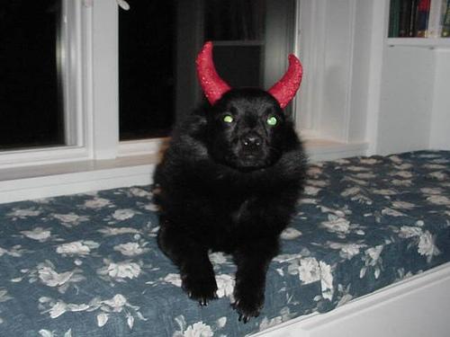 Schipperke