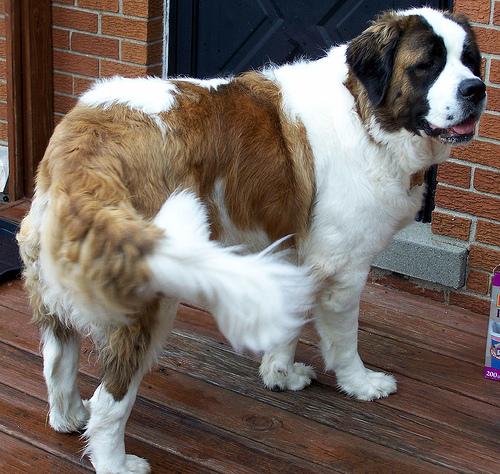 Saint Bernard