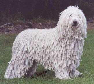 Komondor