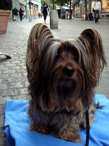 Silky Terrier