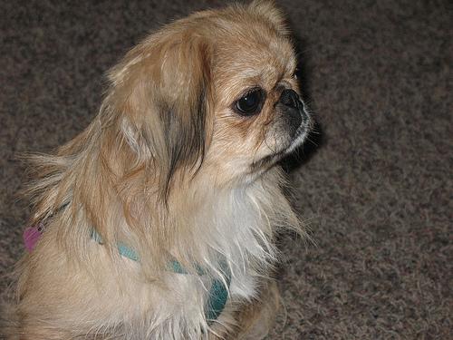 Pekinese