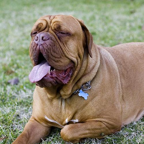 Bull Mastiff