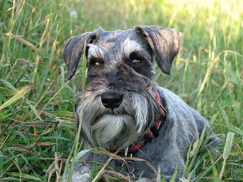 Miniature Schnauzer