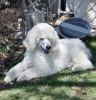 Standard Poodle