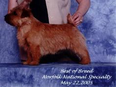 Norfolk Terrier