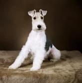 Wire-haired Fox Terrier