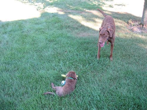 Chesapeake Bay Retriever