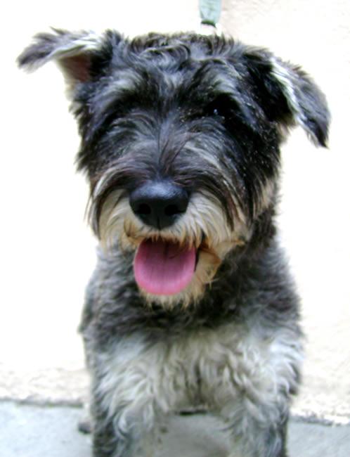 Standard Schnauzer