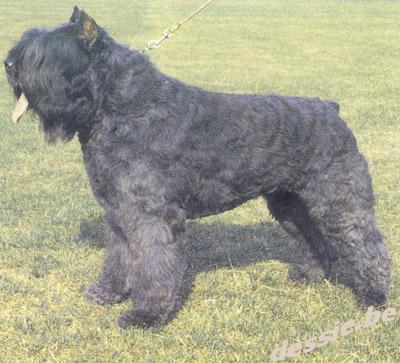 Bouvier des Flandres
