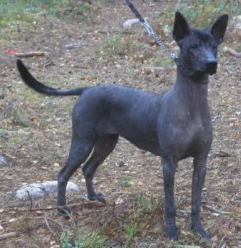 Mexican Hairless