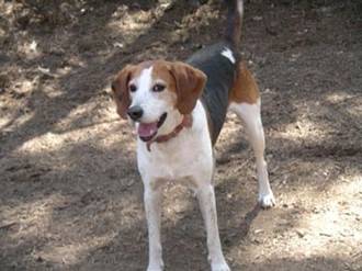 English Foxhound